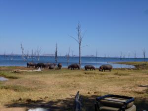 Hippos out sunning themselves on the edge of Lake Kariba