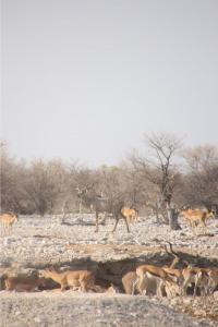 Game coming in for a drink in Etosha NP