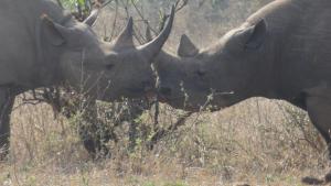 Rhinos kissing