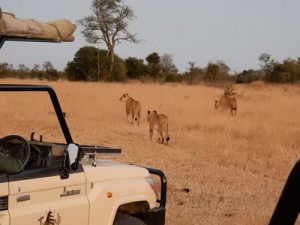 On the hunt - Kruger