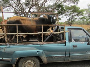 Cow Taxi