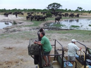 Just a few Elephants - Zimbabwe